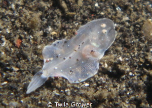 This sole was so teeny tiny I thought it was a flatworm u... by Twila Grower 